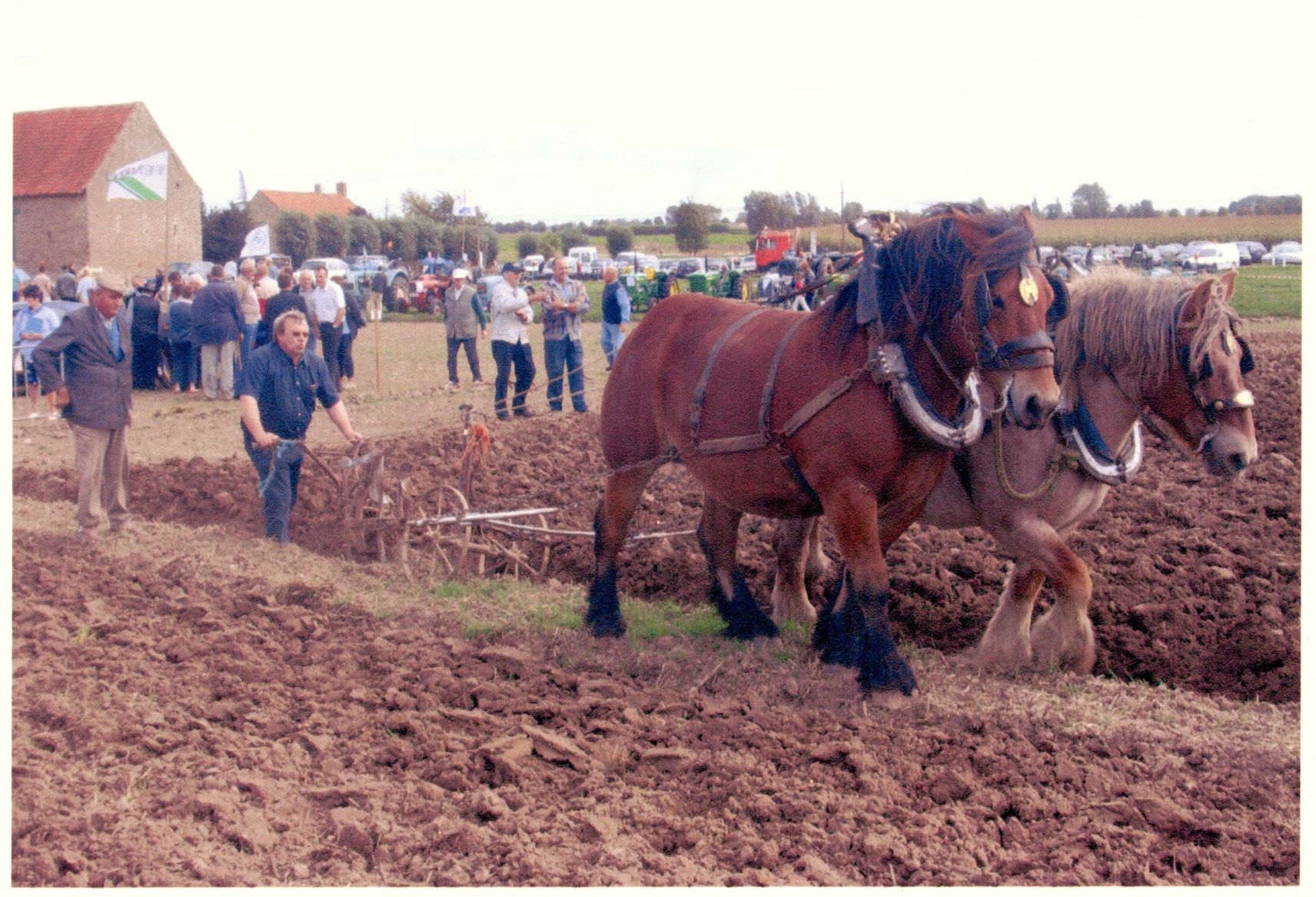 Sap paarden